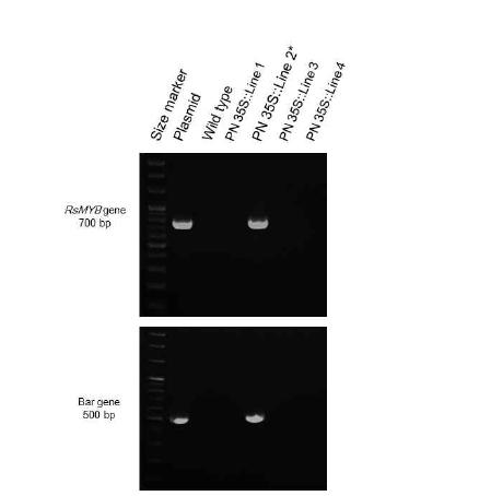 국화 스프레이 품종 피치엔디의 pB7WG2D:35S::RsMYB 의 PCR 검정