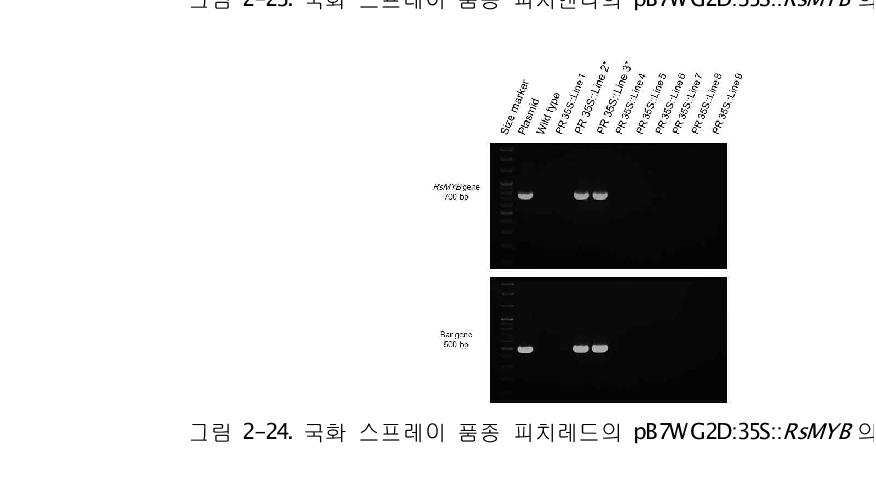국화 스프레이 품종 피치레드의 pB7WG2D:35S::RsMYB 의 PCR 검정