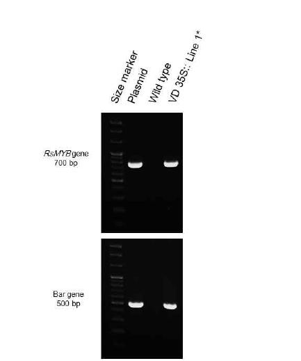 국화 스프레이 품종 비비드스칼렛의 pB7WG2D:35S::RsMYB 의 PCR 검정