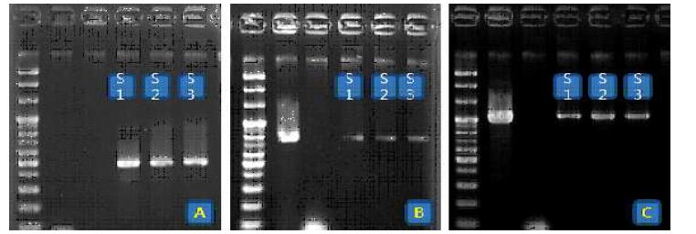 PCR을 통한 국화 스탠다드 품종 신마의 선발마커(bar), target gene(RsMYB), petal specific promoter gene(InMYB)의 PCR 검정. A-bar, B-RsMYB, C-InMYB