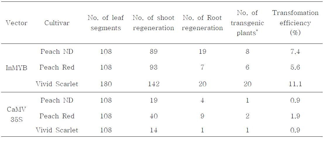 국화 품종 피치엔디, 피치레드, 비비드스칼렛의 형질전환 효율
