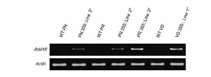 국화 품종 피치엔디(PN), 피치레드(PR), 비비드스칼렛(VD)의 삽입된 target gene 의 발현분석을 위한 RT-PCR. WT PN-비형질전환체 피치엔디, WT PR-비형질전환체 피치레드, WT VD-비형질전환체 비비드스칼렛