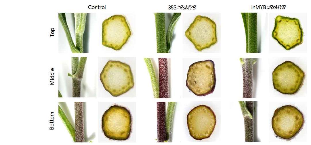 국화 스프레이 품종 피치엔디 비형질전환체(control)와 형질전환체(35S::RsMYB, InMYB::RsMYB)의 줄기에서 관찰되는 안토시아닌 축적 양상.