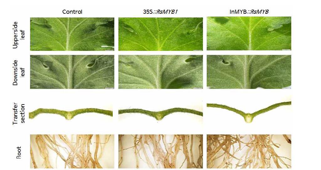 국화 스프레이 품종 피치엔디 비형질전환체(control)와 형질전환체(35S::RsMYB, InMYB::RsMYB)의 잎 및 뿌리에서 관찰되는 안토시아닌 축적 양상.