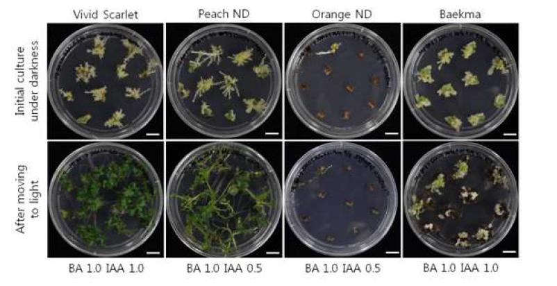 국화 품종 비비드스칼렛, 피치엔디, 오렌지엔디, 백마의 재분화를 위해 선발된 생장조절제 첨가 배지에서의 각 품종의 재분화 상태