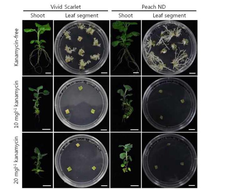 국화 품종 비비드스칼렛과 피치엔디의 kanamycin 첨가 농도에 따른 신초재분화 및 발근 양상. Bar = 1 cm.