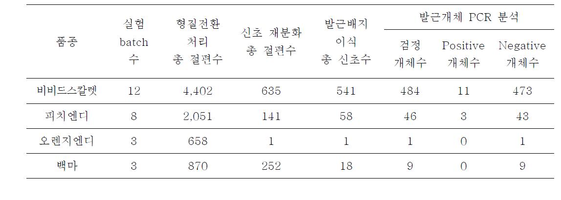 국화 품종별 AtGRX3 유전자의 형질전환