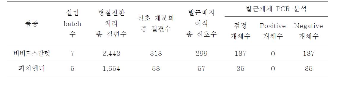 국화 품종별 OsHSP26::nptII 유전자의 형질전환