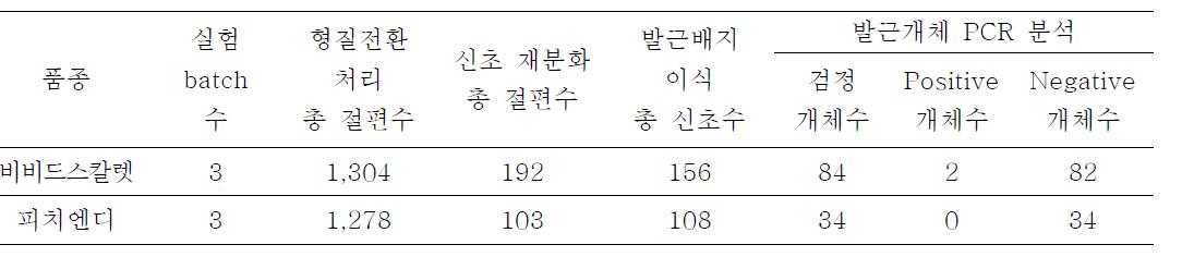 국화 품종별 AVP1::Bar 유전자의 형질전환