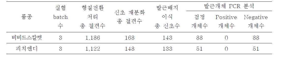 국화 품종별 CHX13::Bar 유전자의 형질전환