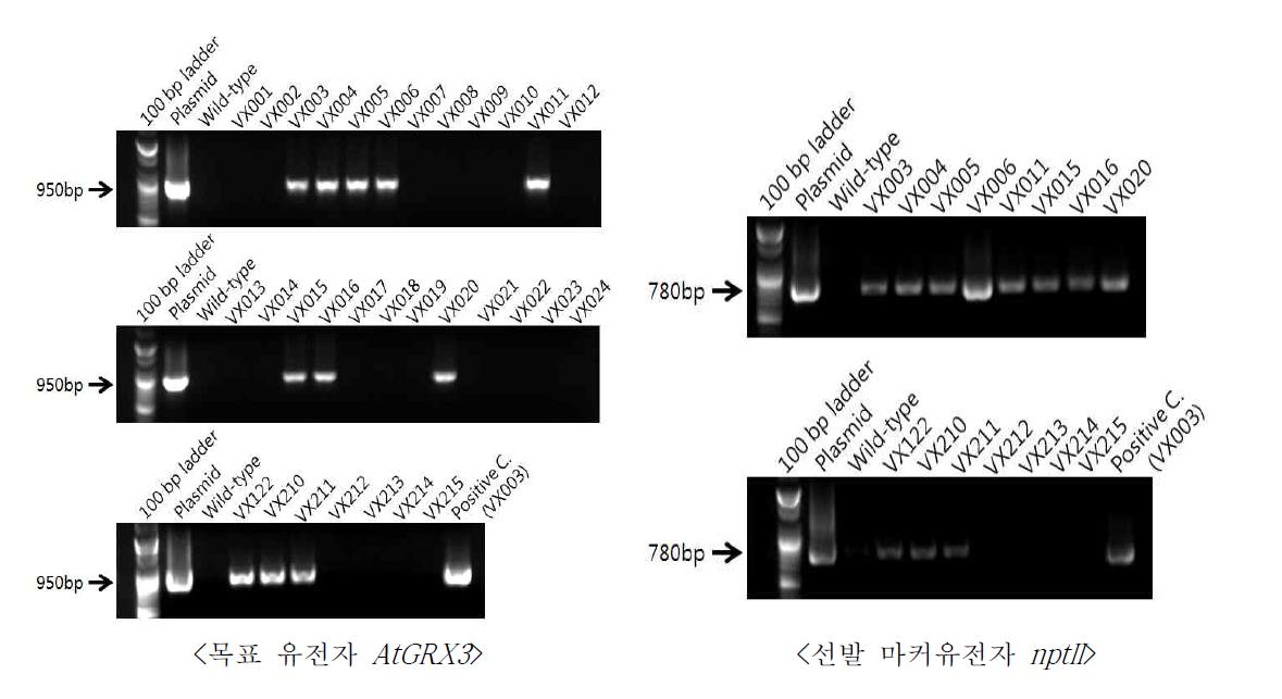 AtGRX3::nptII 형질전환체(국화 품종 비비드스칼렛)의 PCR 분석