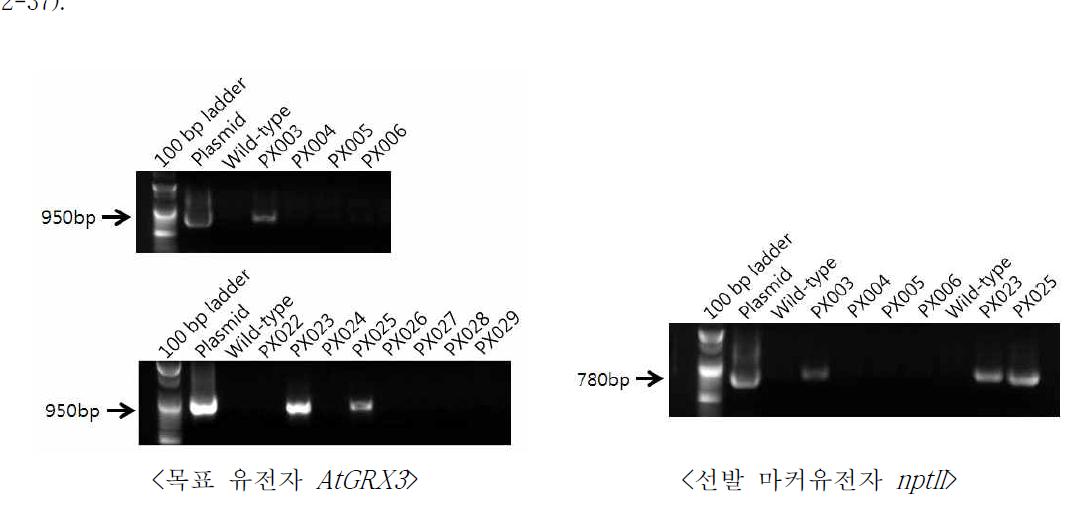 AtGRX3::nptII 형질전환체(국화 품종 피치엔디)의 PCR 분석