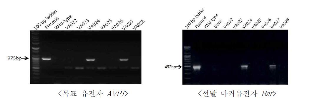 AVP1::Bar 형질전환체(국화 품종 비비드스칼렛)의 PCR 분석