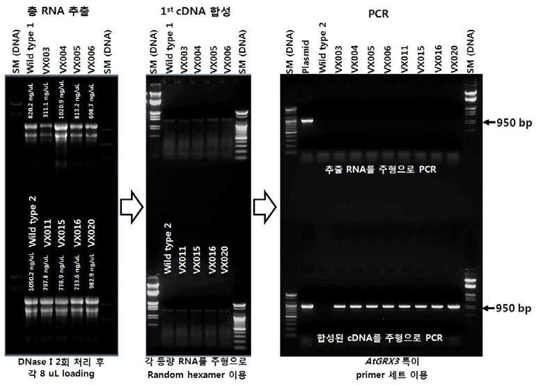 형질전환 식물체 국화 품종 비비드스칼렛의 역전사중합효소연쇄반응 분석