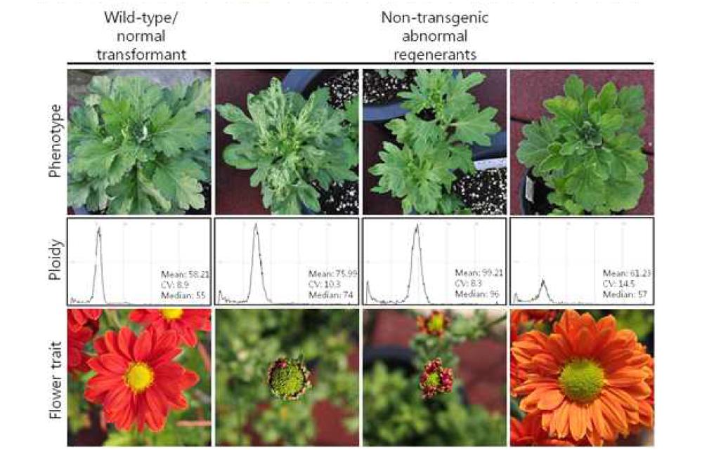 기내 재분화 식물체의 배수성 분석과 표현형
