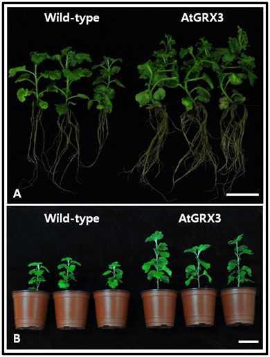 AtGRX3 형질전환체와 wild-type의 기내와 배양실 환경조건에서의 생육차이