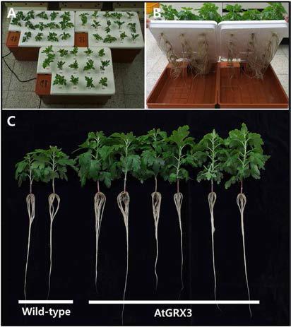 AtGRX3 형질전환체와 wild-type의 수경재배 조건에서의 생육차이
