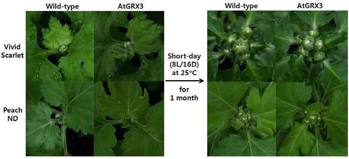 생장상에서의 인위적 단일처리에 따른 AtGRX3 형질전환체와 wild-type의 화아분화