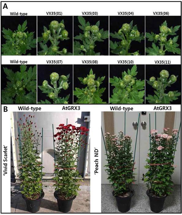 플라스틱 비가림 하우스 재배조건에서 AtGRX3 형질전환체와 wild-type의 화아분화 및 개화기 차이