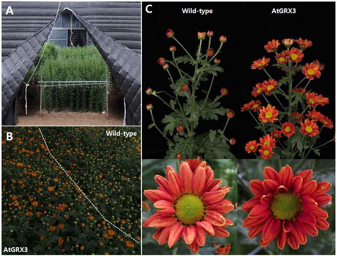 농가 재배조건에서 AtGRX3 형질전환체와 wild-type의 개화기와 화색발현 차이. ※정식은 5월 9일, 단일처리 시작은 6월 2일 실시하였음. A: 7월 3일, B: 7월 24일, 화서: 7월 24일, C 꽃: 7월 31일