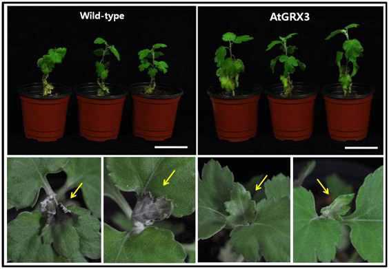 생장상에서 고온스트레스에 조우한 AtGRX3 형질전환체와 wild-type의 정단부 표현형