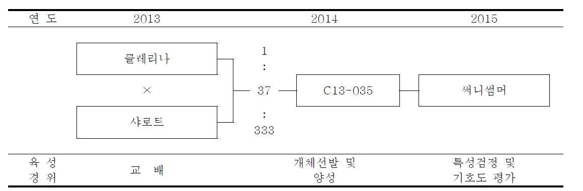 써니썸머 품종의 육성과정