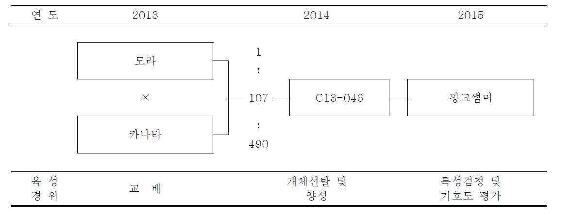 핑크썸머 품종의 육성과정