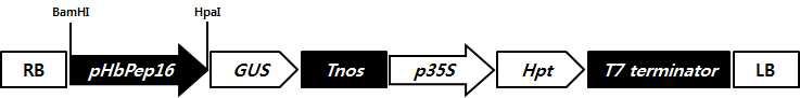 pHbPep16-GUS 벡터의 모식도
