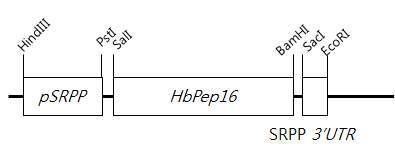 pSRPP-HbPep16 벡터의 모식도