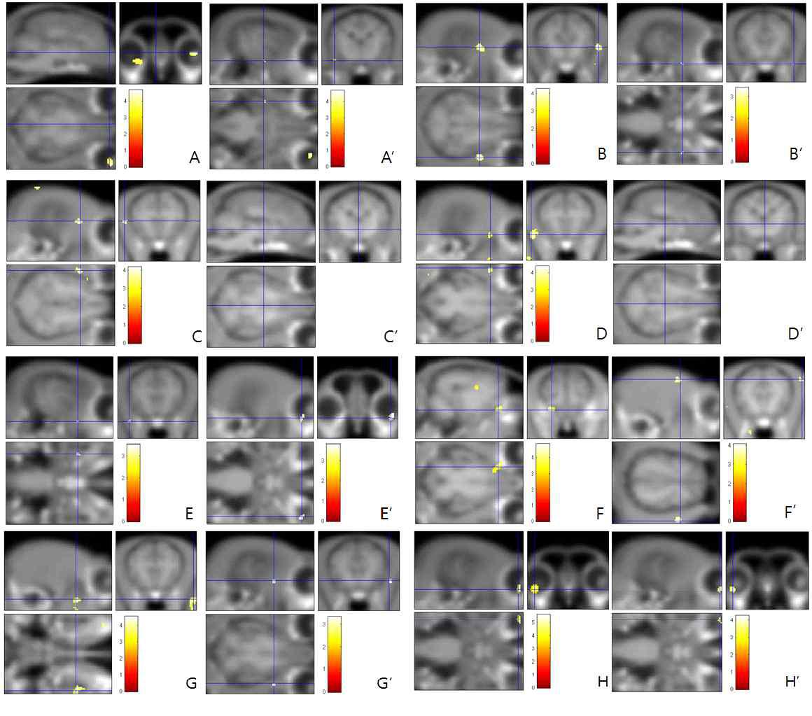 복제검역탐지견의 T2 강조영상과 중첩된 fMRI영상. 그림 A부터 H까지 알파벳순서에 따라 마치, 줄라이, 잰, 준, 페브, 메이, 줄라이(재촬영), 준(재촬영)의 뇌기능적 영상이다.