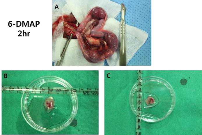 6-DMAP 2시간 처리한 단위발생 수정란의 대리모 이식후 26일째회수된 태아의 모습