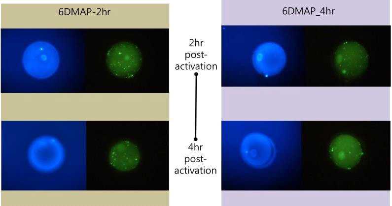 복제수정란의 생산시 활성화 조건에 따른 수정란의 DNA 합성 개시 관찰.
