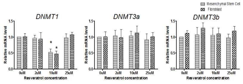 resveratol을 처리한 세포의 DNMT1, DNMT3a, DNMT3b 유전자의 발현 비교 분석