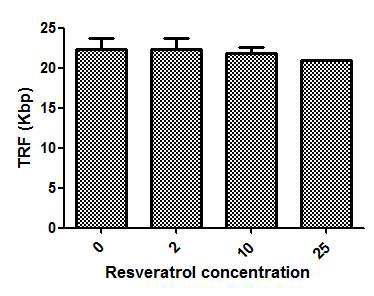 개 지방줄기세포의 resveratol 처리에 따른텔로미어 길이 비교 분석