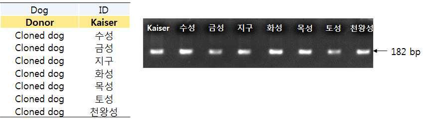 카이저 및 카이저복제견 TH유전자의 전기영동 결과