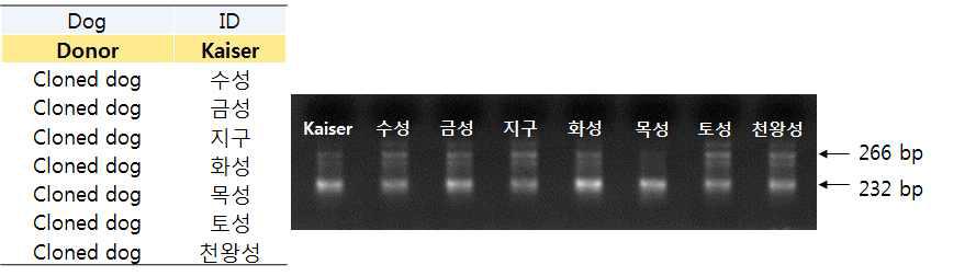 카이저 및 카이저복제견 DBH유전자의 다형성 분석을 위한 전기영동 결과