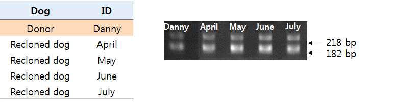 대니와 대니재복제견의 TH유전자 전기영동 결과