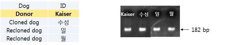 카이저와 카이저재복제견의 TH유전자 전기영동 결과