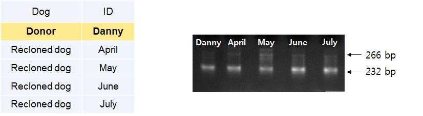 대니와 대니재복제견의 DBH 유전자 전기영동 결과