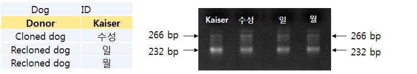 카이저와 카이저재복제견의 DBH유전자의 전기영동 결과
