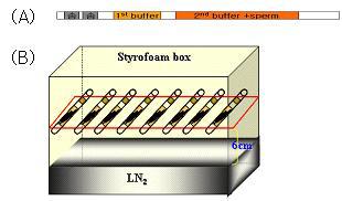 정액 동결 모식도. Straw에 공기층과 함께 정액을 로딩한 모식도 (A)와 액체 질소 위 6cm 지점에 straw를 노출시키는 모습
