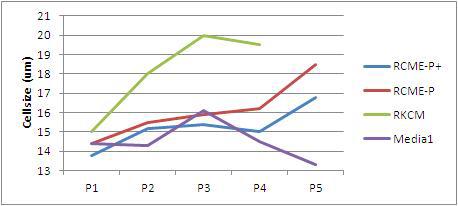 다양한 조성의 배양액에서 배양한 지방줄기세포의 크기