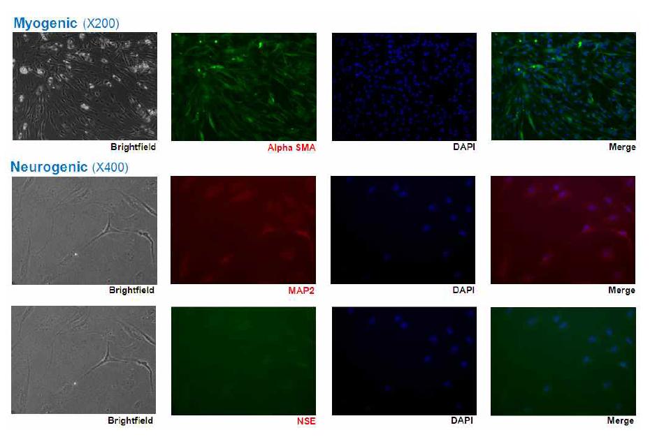 대니 지방줄기세포의 근육, 신경으로의 분화 유도 및 검증