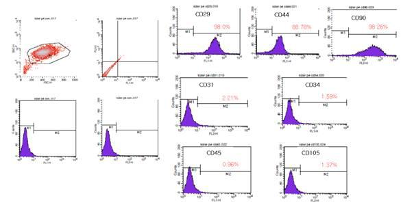 유세포 분석기를 이용한 카이저 지방줄기세포의 면역 표현형 확인(DLM120007, Passage 4)
