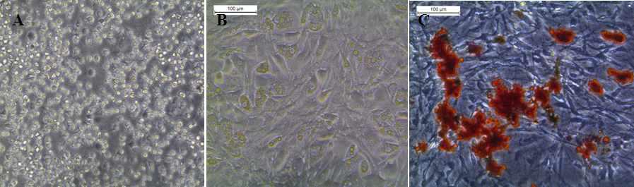 우수 검역견 카이저 지방줄기세포의 지방세포 분화능 확인