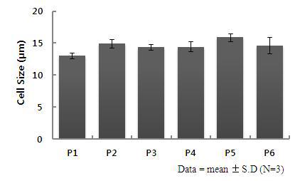 180일 뱅킹후 세포 배양시 계대별 세포크기의 변화