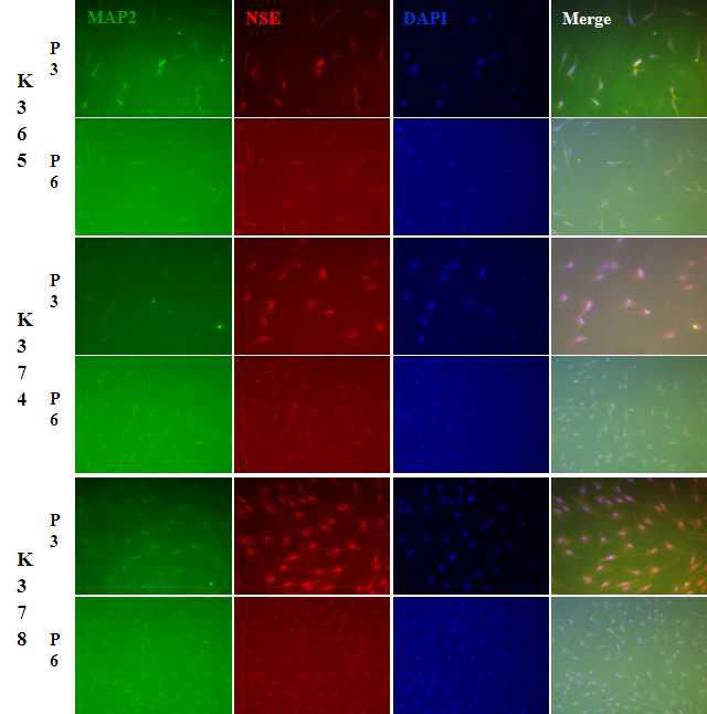 180일 뱅킹후 세포 배양시 3, 6계대에서의 신경분화능을 확인.