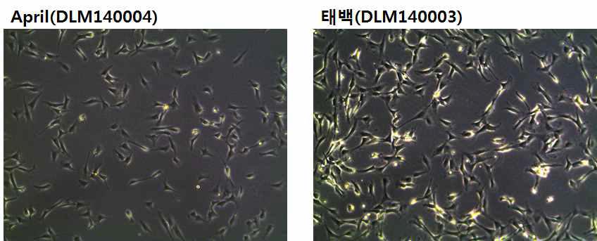 공여견 대니의 재복제견 April 지방줄기세포(left), 태백 지방줄기세포(right) morphology