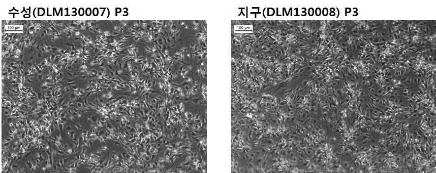 카이져의 복제견 수성(left), 지구(right)의 지방줄기세포morphology