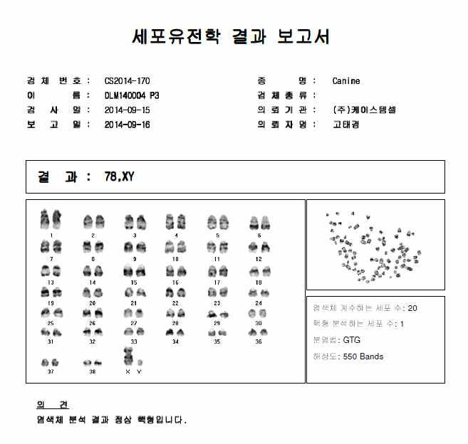 대니의 재복제견 April의 핵형분석 보고서 결과 정상 핵형임을 확인